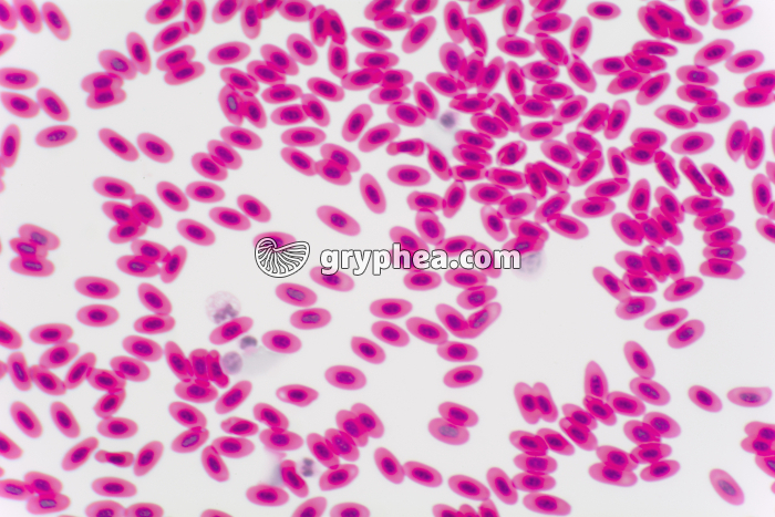 Sang d'Oiseau frottis x200 - gryphea.org